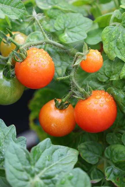 A close-up view of ripe orange cherry tomatoes with water droplets on their smooth skin, growing on a green vine surrounded by lush foliage. The tomatoes are clustered together, with some still attached to the vine by green stems, set against a background of large, textured green leaves. The image captures the natural beauty of the tomatoes in a garden setting, with soft natural light highlighting their vibrant colour and fresh appearance. The scene is indicative of home gardening or produce harvesting, and provides a clear visual of fresh, ripe tomatoes that could be relevant to home relocation or packing and moving processes involving garden produce. The focus is on the ripe tomatoes and accompanying plant material, with no other objects or background elements visible.