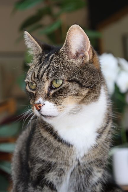 A close-up view of a domestic tabby cat with distinctive grey and black striped fur, white patches on its chest and around its mouth, and piercing yellow-green eyes, sitting indoors near a blurred background of green plants and household objects. The cat's ears are upright, and it appears alert, with soft natural lighting illuminating its features. This image demonstrates typical household pets that may be present during home relocation or furniture transport tasks, as handled by companies like Man and Van Bexleyheath, which specialise in removals and moving services in the Bexleyheath area.